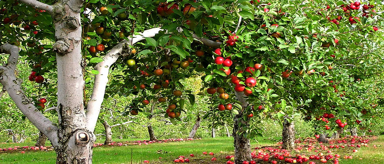 apple-orchard.png
