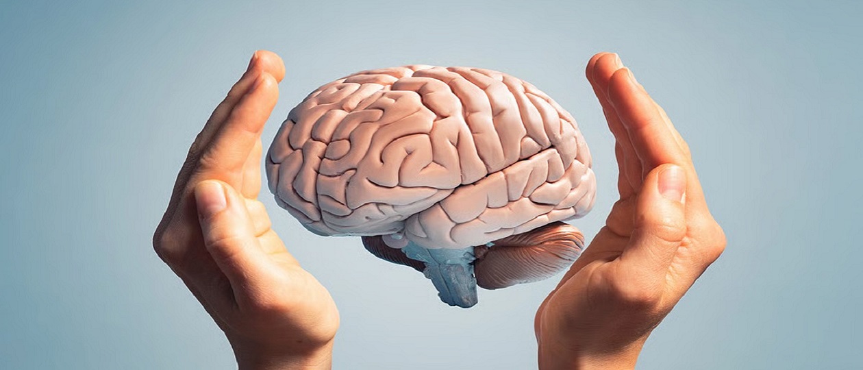 Human Brain