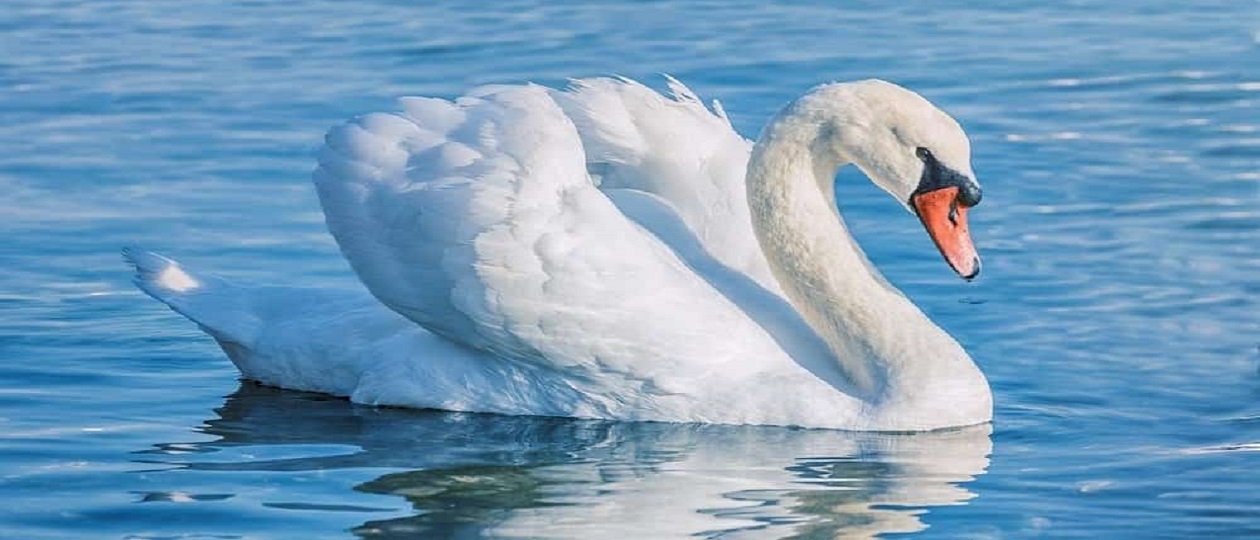 the-swan.jpg